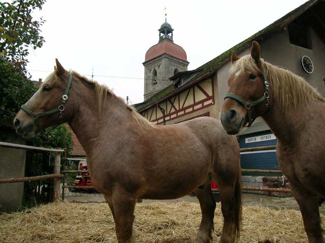 Martinimarkt